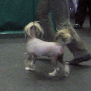 In-Sa-In Zlotkom Ramzes Svift