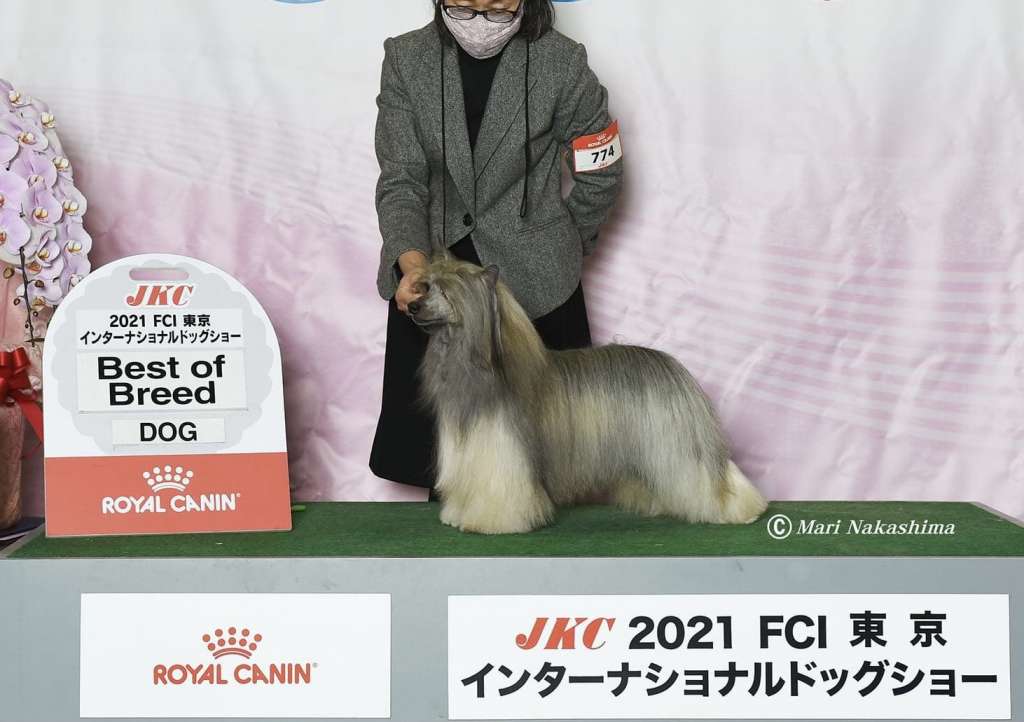 Kilara Dream Jp Golden Flame