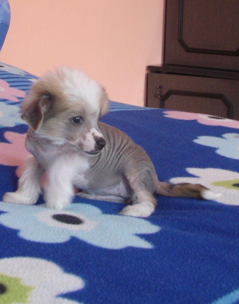 Blue Berri Chose Savente