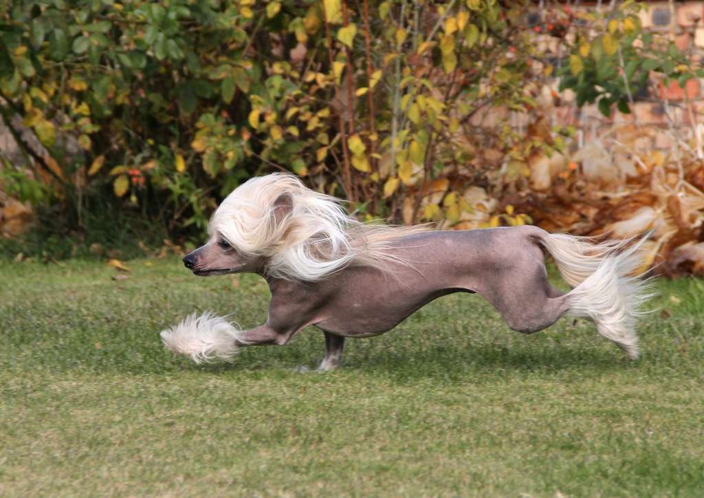 Fiery Fame Triumph Brand