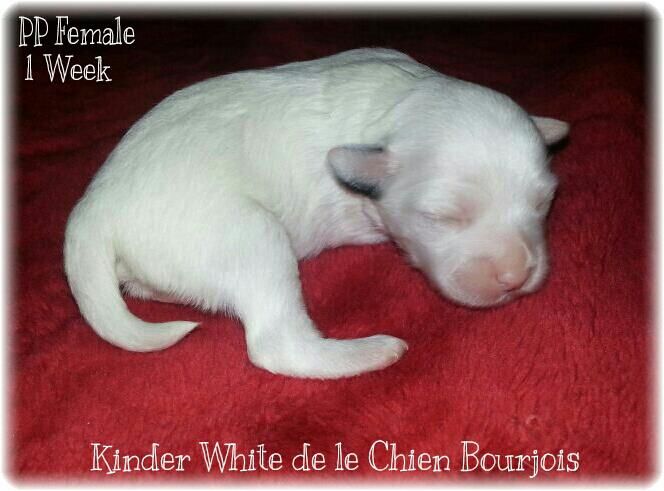 Kinder White de le Chien Bourjois