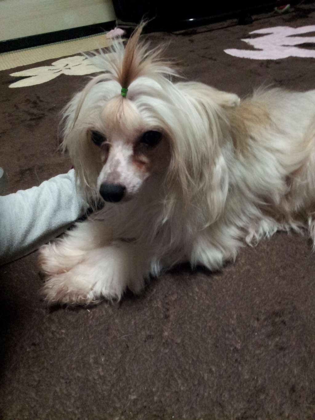 Rino Anne jp Peter Piper