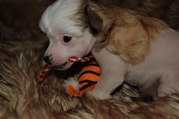 Tiangou's Nice Kari-Mar