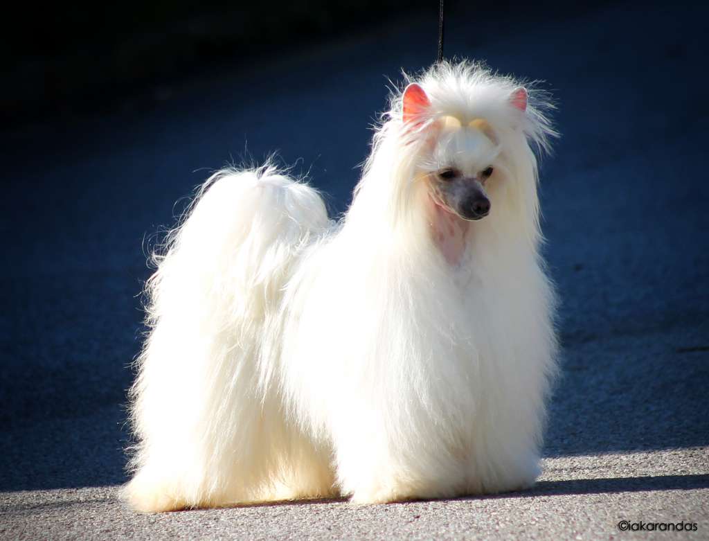 Ch. iakarandas Georgina