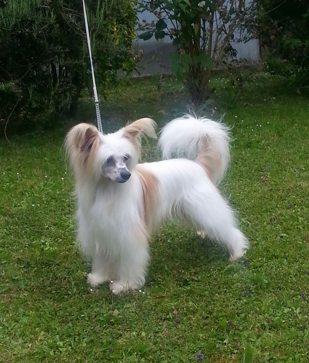 Ch.Sufredon Pot Luck For Tteswood : 3  Cc's : 2 Re