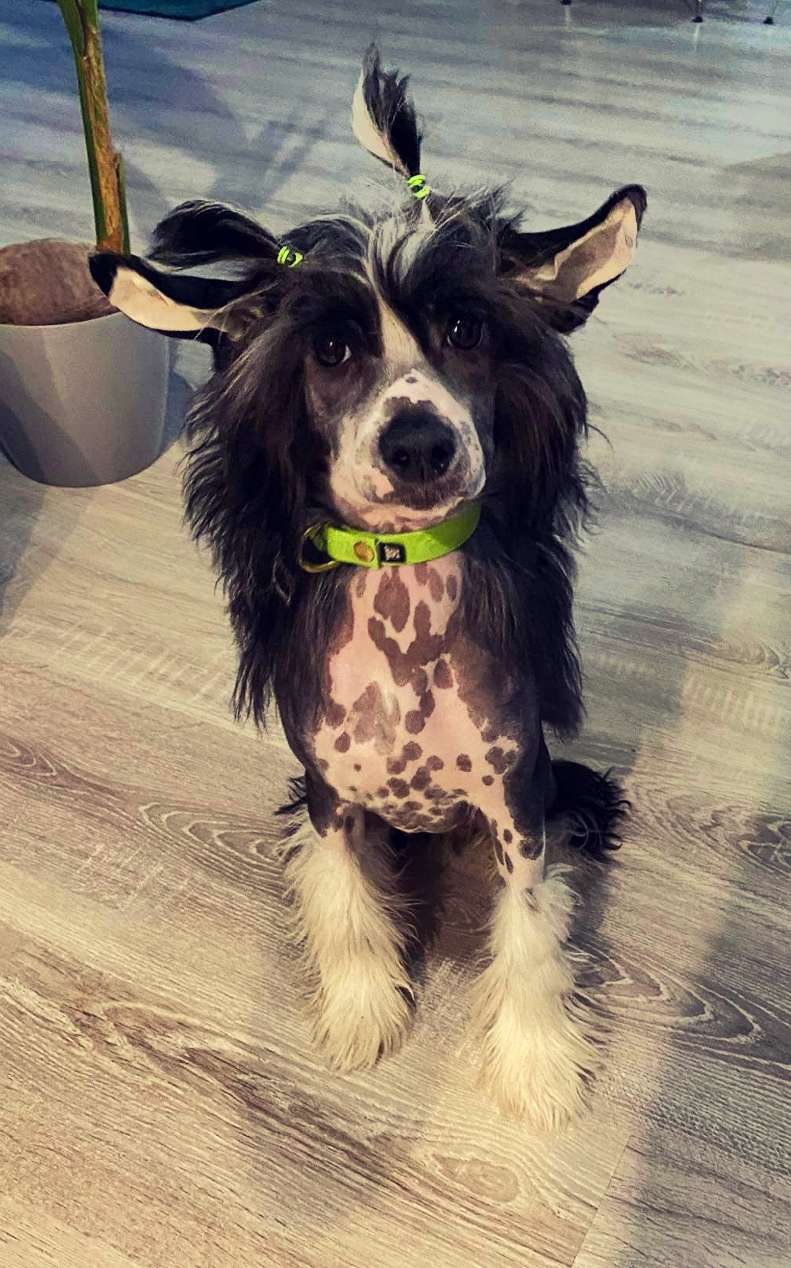 Diablu Ogarek Aurinova