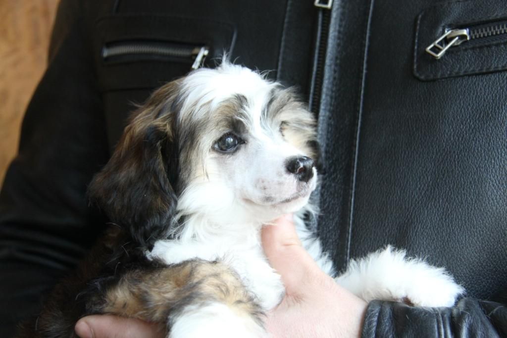 Zheneva-Debjut Sundi