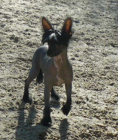 InanTop Model De Rama