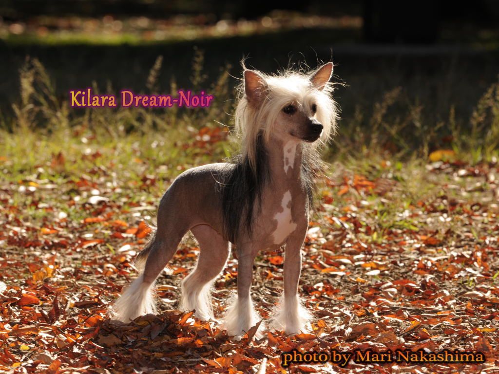 Kilara Dream-Norl