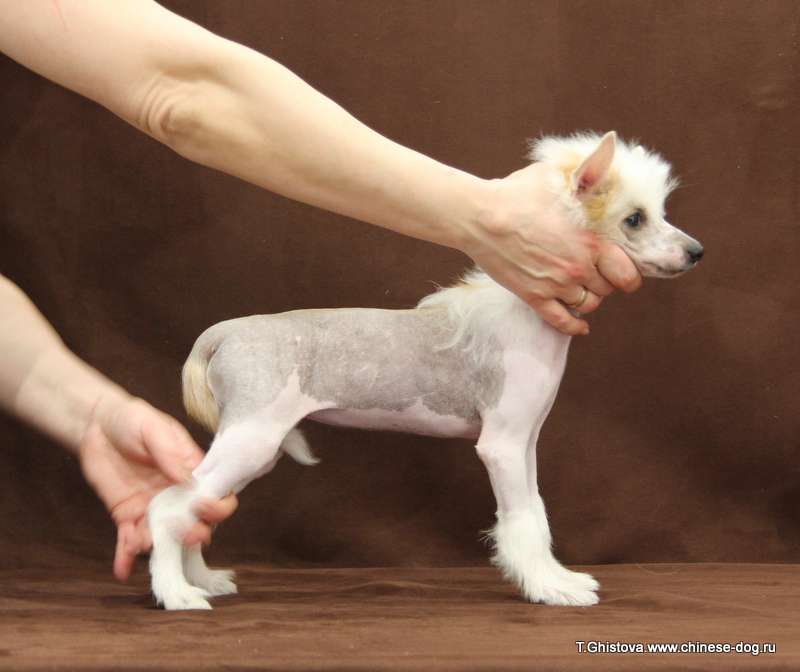 Show Galaktika Diona