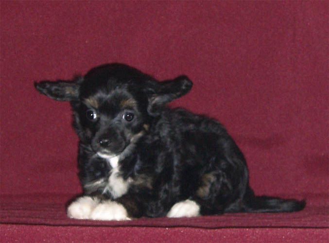 True Magnifisen Romantika