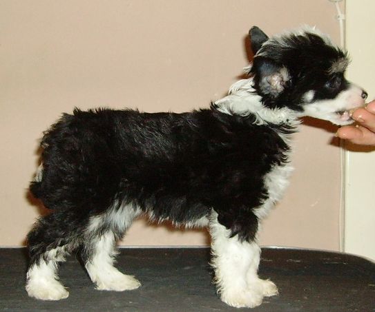 Golden dream star's Beautiful Girl