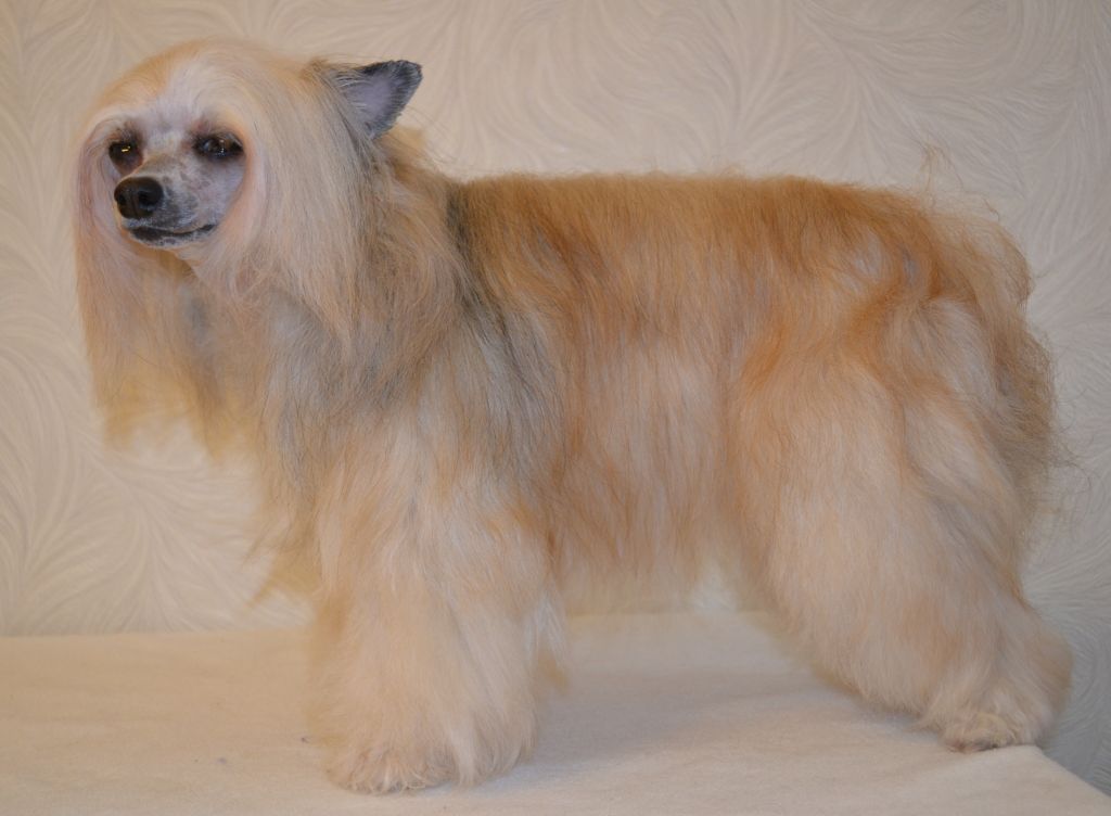 Ingrus Solnechnoe Sokrovische