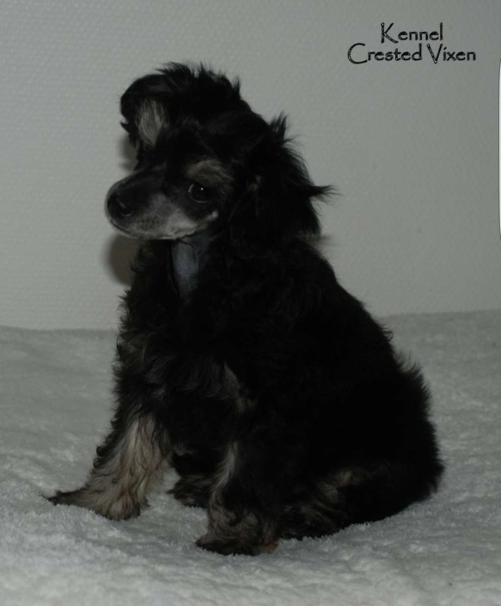 Crested Vixen's Live