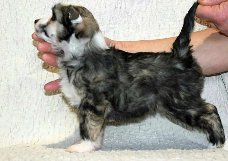 Julius Neva Alexandria