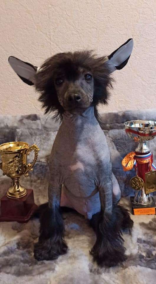 Family Mar'S Nik Blek Lav