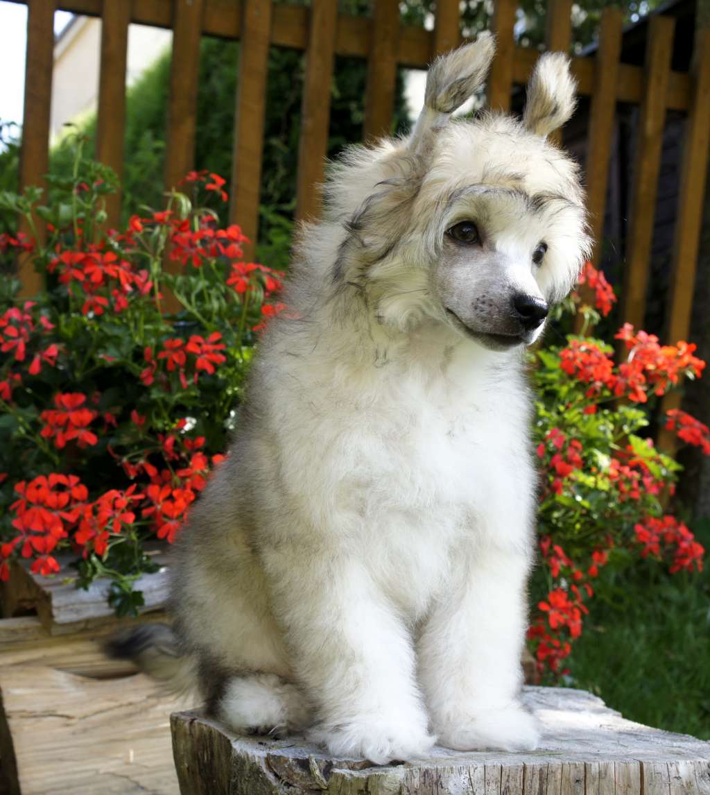 Indian Summer Plysovy pritel