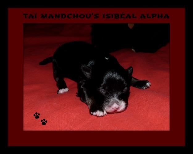 Taï Mandchou's Isibeal Alpha