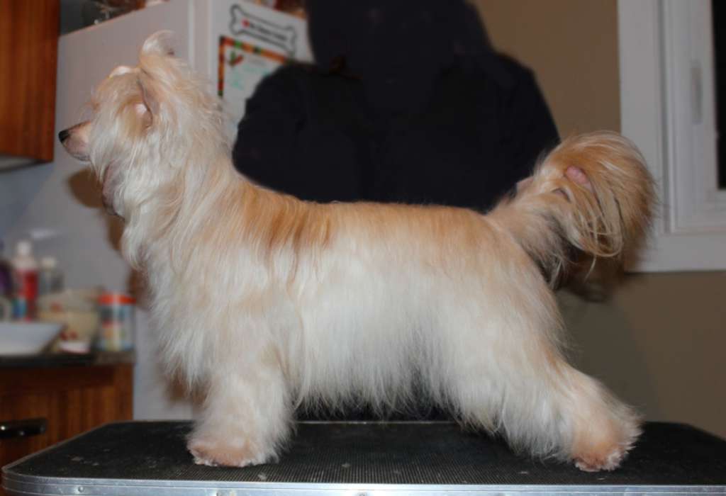 Pure Pandemonium of Gardine