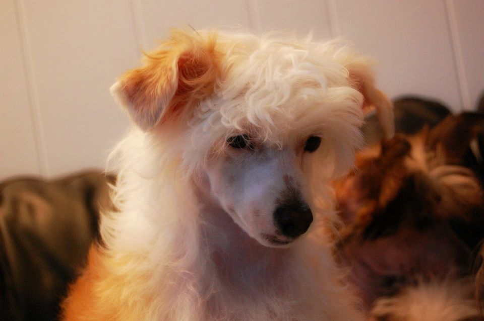 K9Madness Imortal Illusion