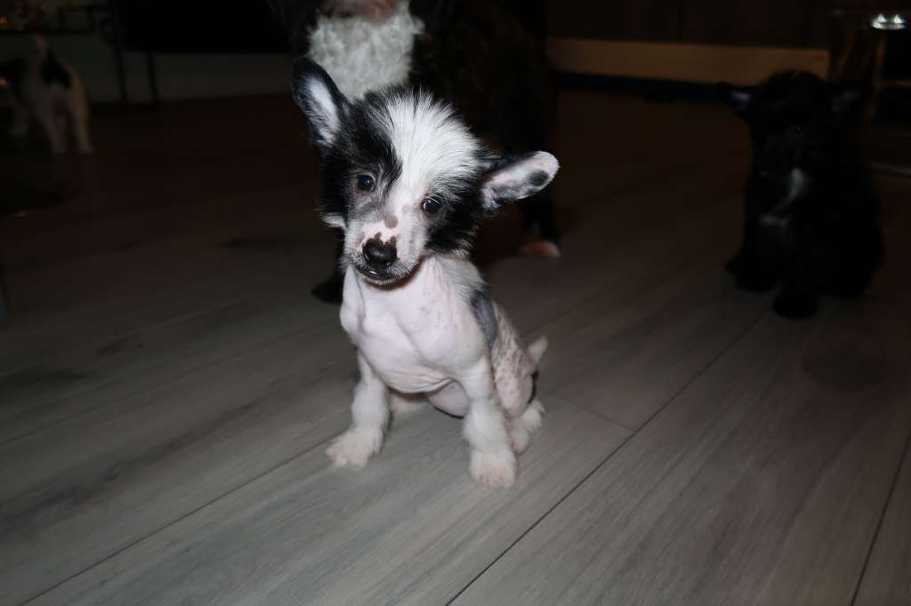 Dresscode white of ria's pride