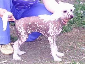 Nezhny Angel Zhin' Bao