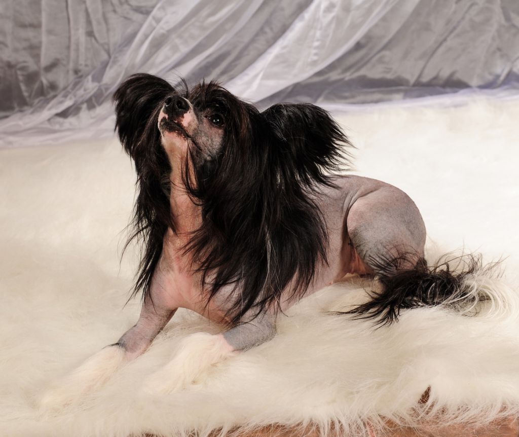 Paulina Perfetto Amico