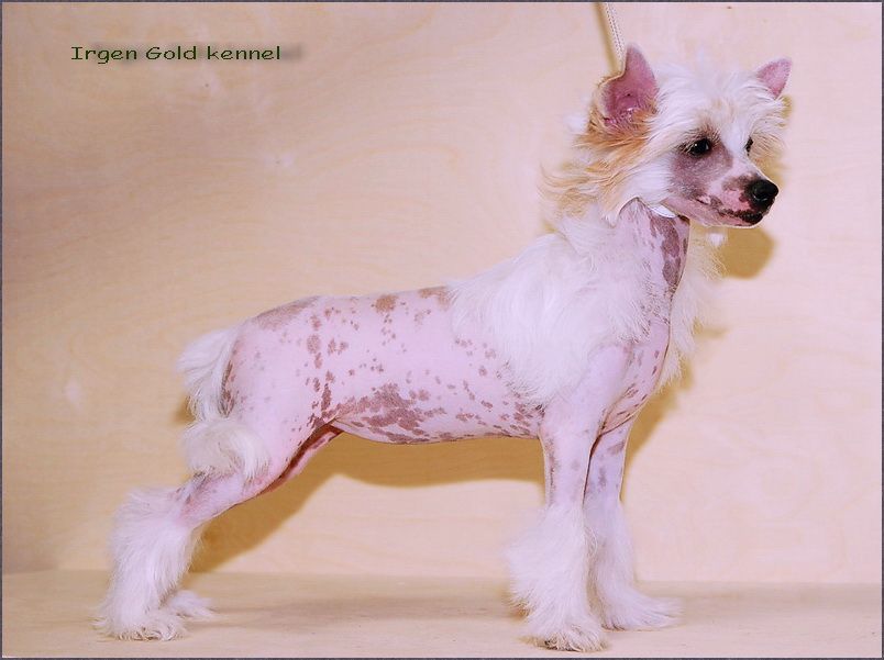 Irgen Gold Tsrvena Zvezda