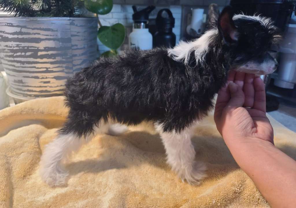 Long Haul's I've Got That Zoom Zoom Boom!