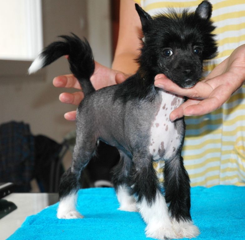 Gratia Alba Candida Mirabilis Gemma