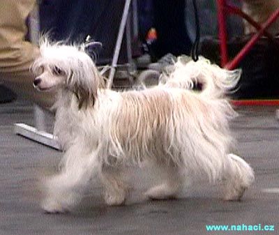 Queen of Red Von Shinbashi