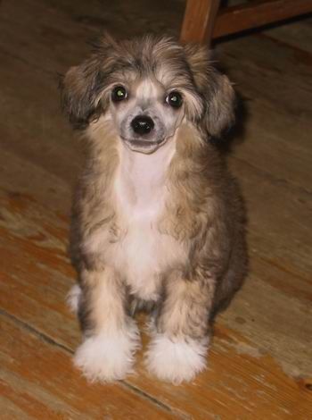 Amelion's Gabriel Strait