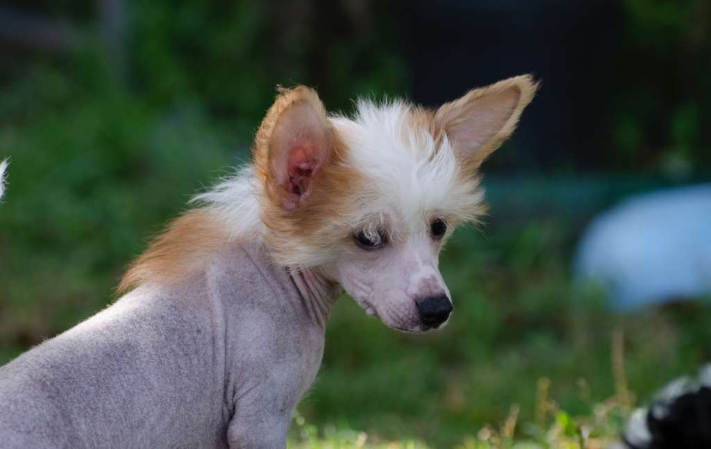 Elance Louange Little Bully