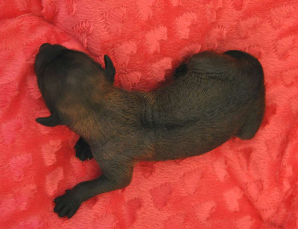 Crystal Soul Golden Melody