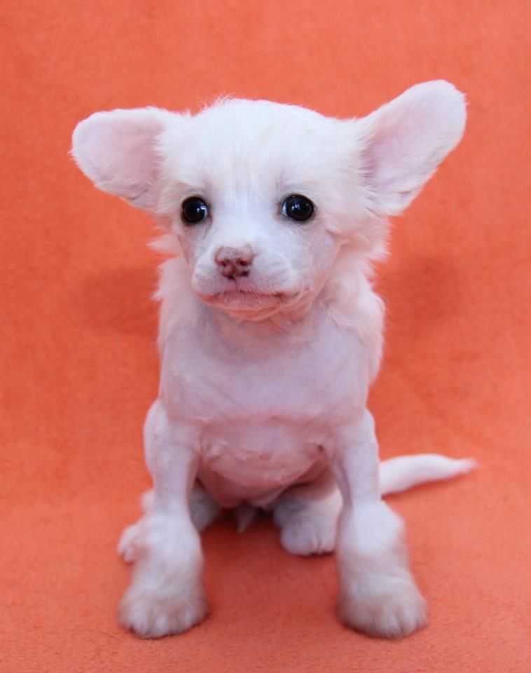 Pikalo Canine's Angel Feather Icing