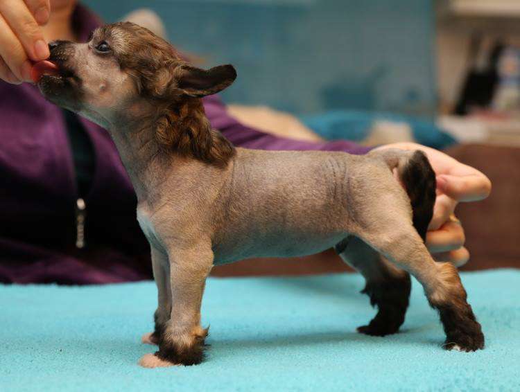 Windy Willow's Hot Jalapeno