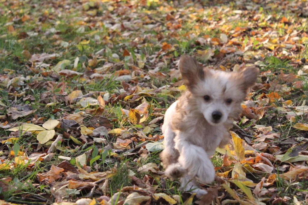 Funky-Monkey Ispanish Toro