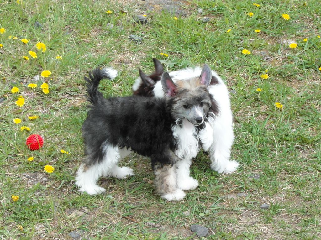 Opus Palmare Ghost of Qouda