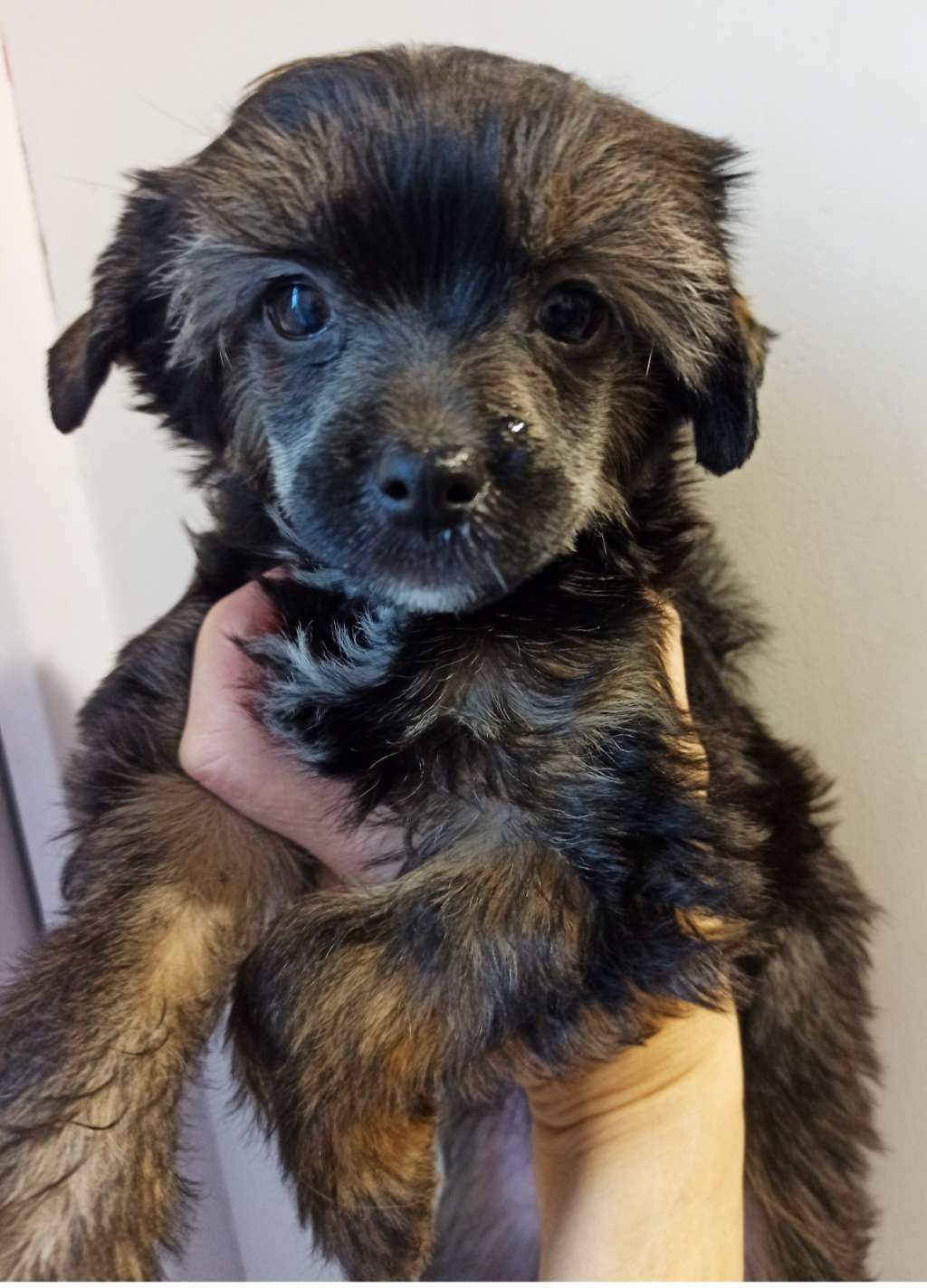 Olivia Bonus Westtai