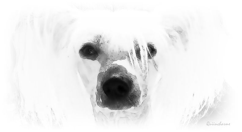 QuiinCharme's Design To Walk On Top