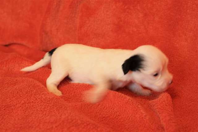 Twilight Diamond's Dior