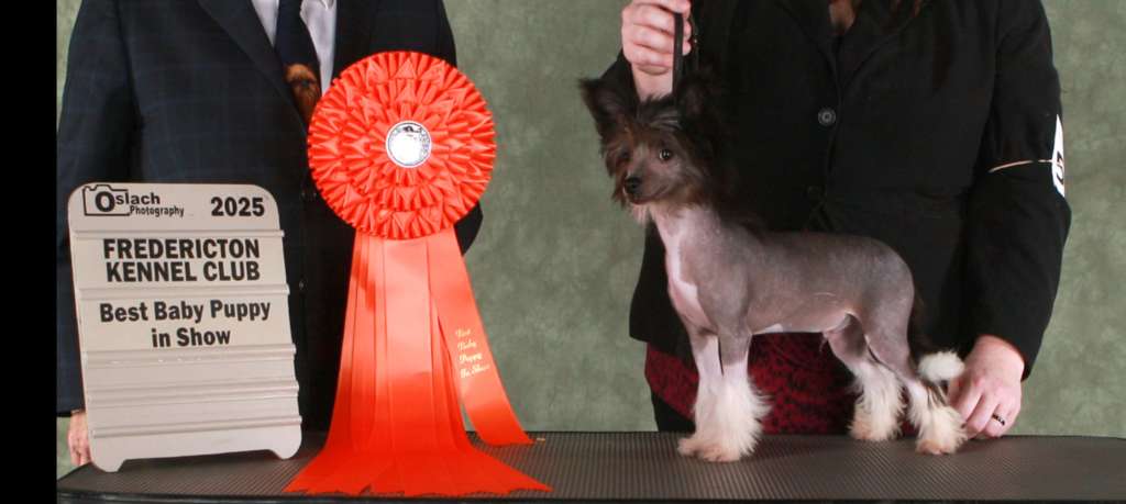 Gardine Cú Chulainn