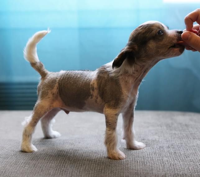 Windy Willow's Flying Icarus