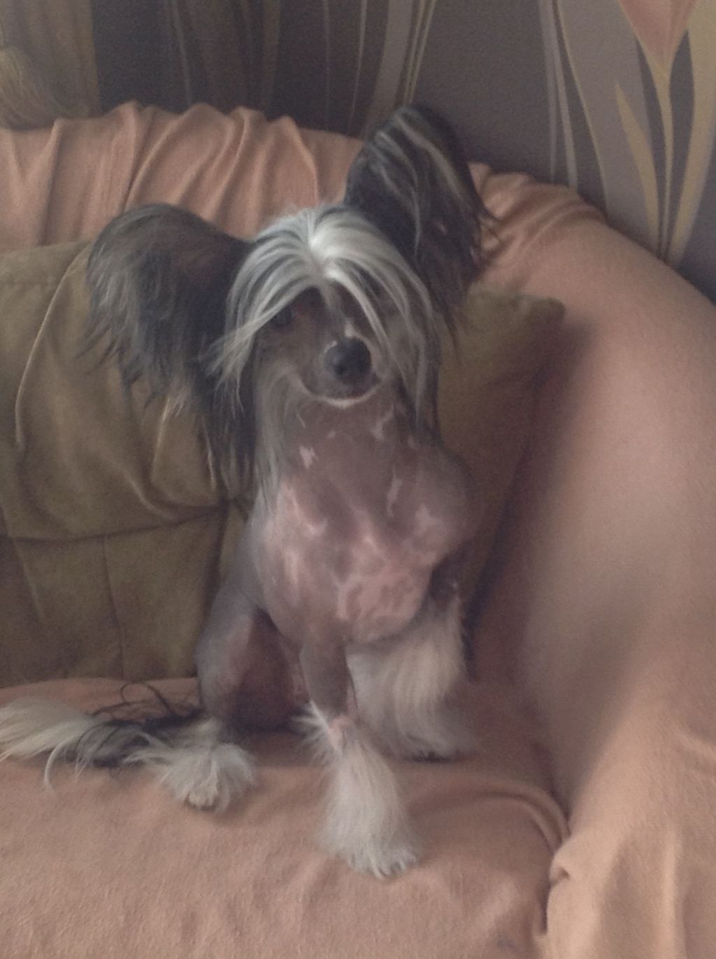 Landkris Nightly Spark