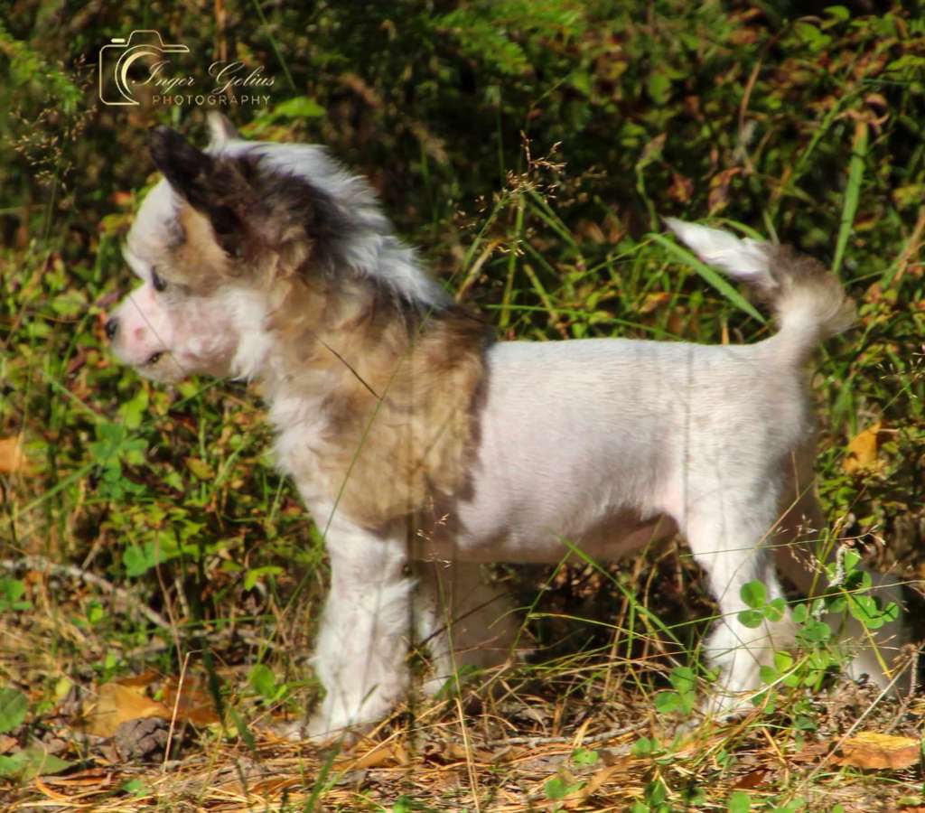 Ghazoot Echo Of Love