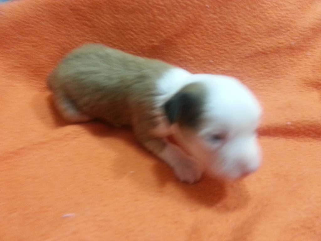 Eletric Dream Di Fior Di Mondo