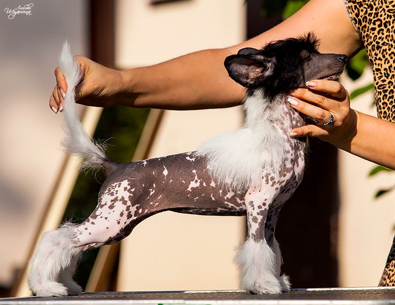 My Vanity Fair Korneliya