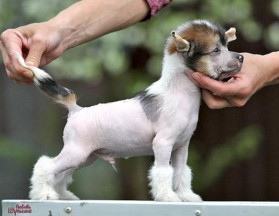 Olegro Katrin Magnifique