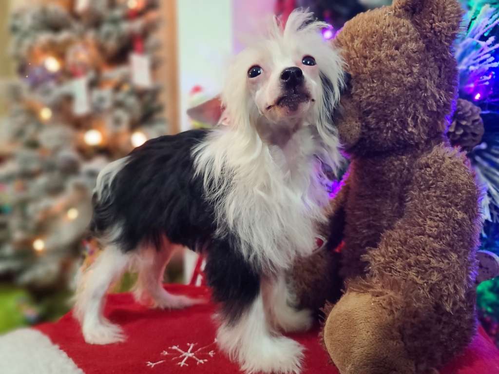 Long Haul's Why Soitenly, Nyuk Nyuk Nyuk