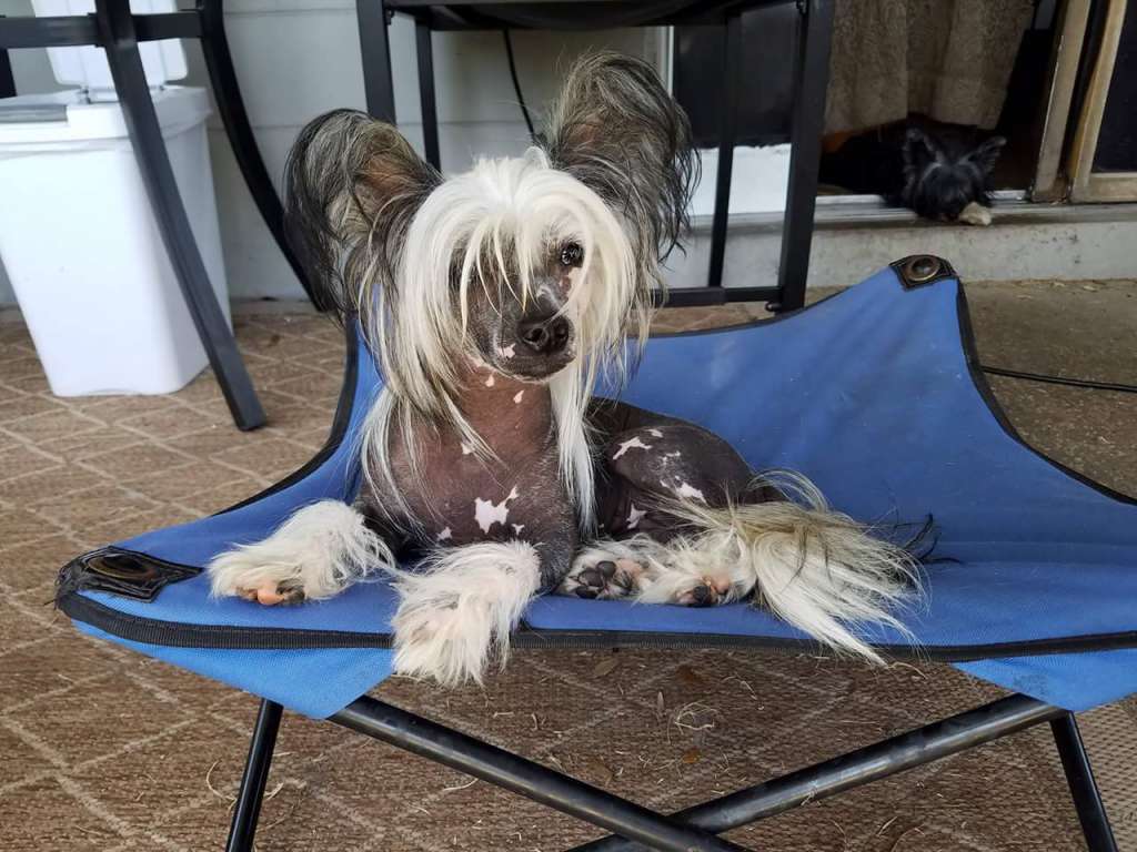 Altacrest's Smile Made of Sunlight